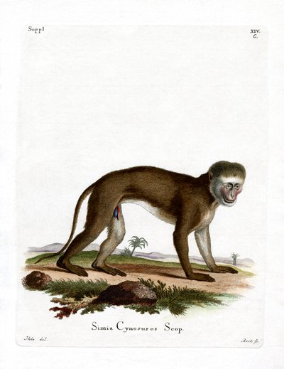 Malbrouck Monkey (színes metszet) alkotó: German School