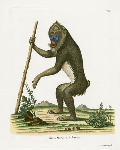 Mandrill (színes gravírozás) alkotó: German School