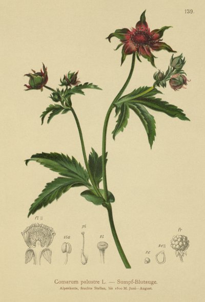 Mocsári cinquefoil (Comarum palustre, Potentilla palustris) alkotó: German School