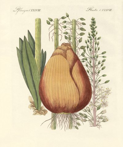 Gyógynövények (színes gravírozás) alkotó: German School