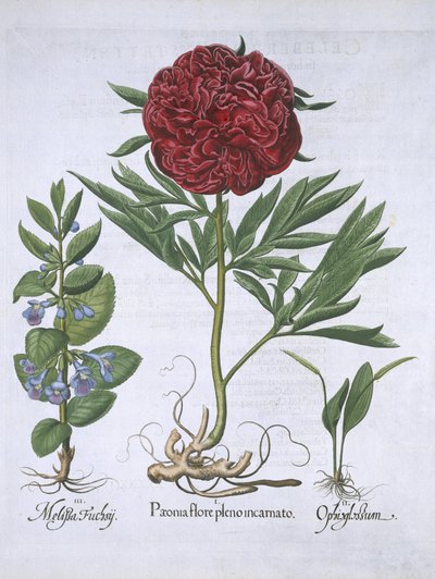 Melissa, Paeony és Odontoglossum, Hortus Eystettensis, Basil Besler (1561-1629) pub. 1613 (kézzel színezett metszet) alkotó: German School
