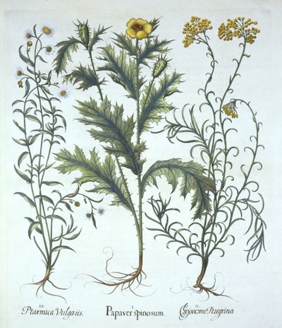 Mexikói mák, tengerparti szalmavirág és tüsszentés, a Hortus Eystettensisből, Basil Besler (1561-1629) pub. 1613 (kézzel színezett metszet) alkotó: German School