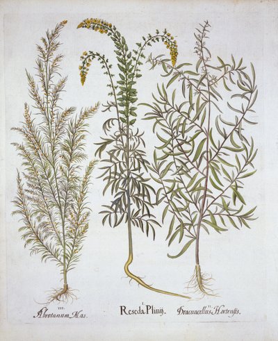 Mignonette, Southernwood és Tarragon, Hortus Eystettensisből, Basil Besler (1561-1629), pub. 1613 (kézzel színezett metszet) alkotó: German School
