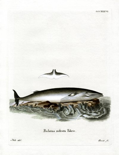 Minke Whale (színes metszet) alkotó: German School