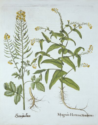 Gérfi zsázsa és fehér mustár, a Hortus Eystettensisből, Basil Besler (1561-1629), pub. 1613 (kézzel színezett metszet) alkotó: German School