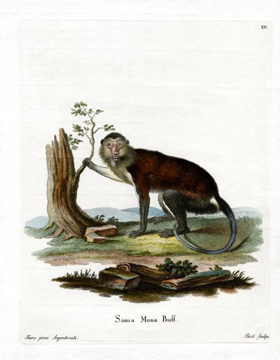 Mona Monkey (színes metszet) alkotó: German School