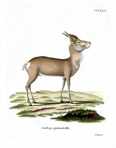 Mongol gazella (színes metszet) alkotó: German School