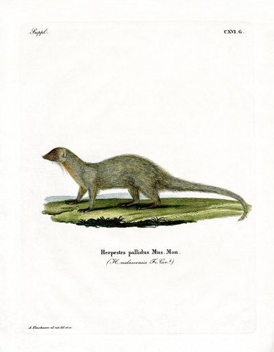 Mongoose (színes metszet) alkotó: German School