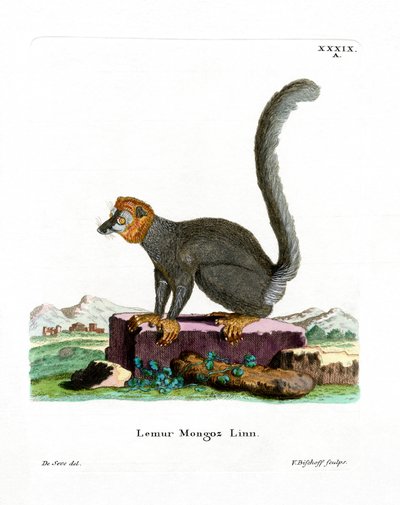Mongoose Lemur (színes metszet) alkotó: German School