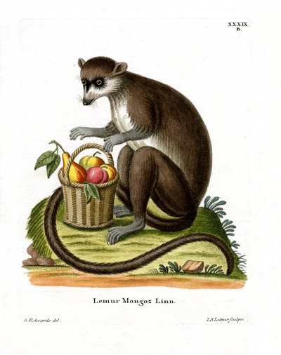 Mongoose Lemur (színes metszet) alkotó: German School