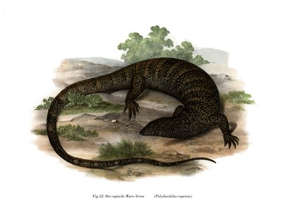 Monitor Lizard (színes litó) alkotó: German School
