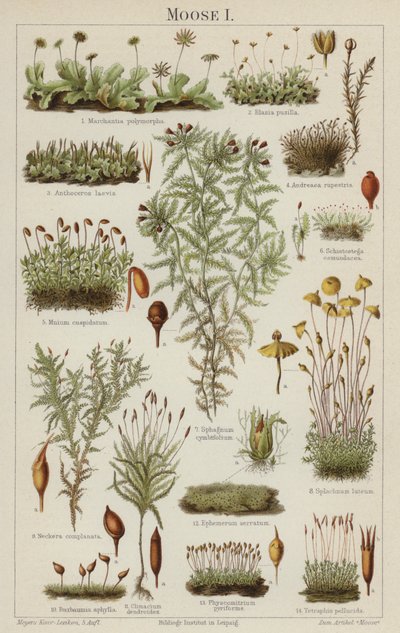 Mohák (színes litó) alkotó: German School