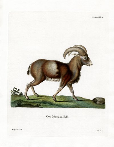Muflon (színes gravírozás) alkotó: German School