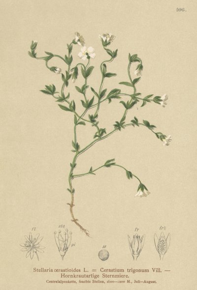 Hegyi tyúkfű (Stellaria cerastioides, Cerastium trigonum) alkotó: German School