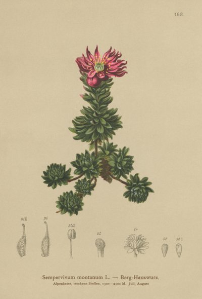 Hegyi póréhagyma (Sempervivum montanum) alkotó: German School