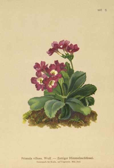 Primula-hegy (Primula villosa) alkotó: German School