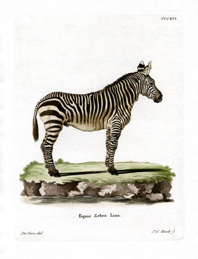 Hegyi zebra (színes metszet) alkotó: German School