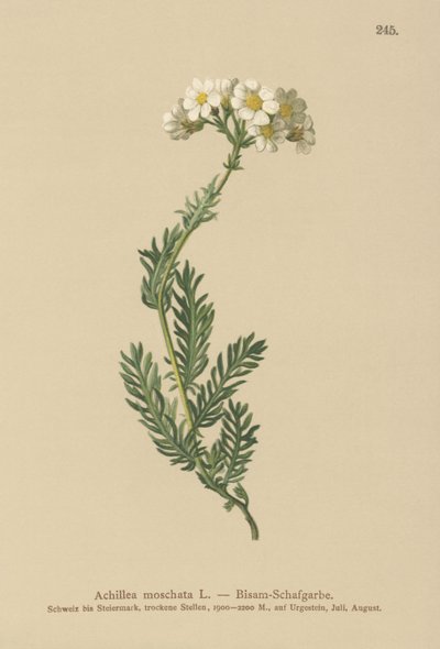 Pézsmafélék (Achillea moschata, Achillea erba-rotta ssp. moschata) alkotó: German School