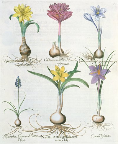Nárcisz, krókuszok és jácint: 1. Narcissus autumnalis; 2.Hyacinthus autumnalis; 3.Crocum biflorum; 4.Colchium album; 5. Colchium versicolor; 6. Narcissus autumnalis, a Hortus Eystettensisből, Ba alkotó: German School