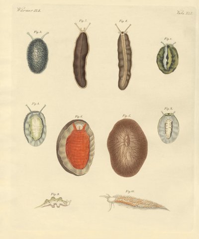 Újalapú férgek (színes gravírozás) alkotó: German School