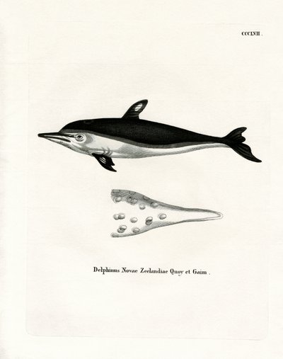 Új-zélandi delfin (színes metszet) alkotó: German School