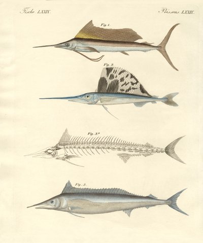 Új makrélaszerű hal (színes gravírozás) alkotó: German School
