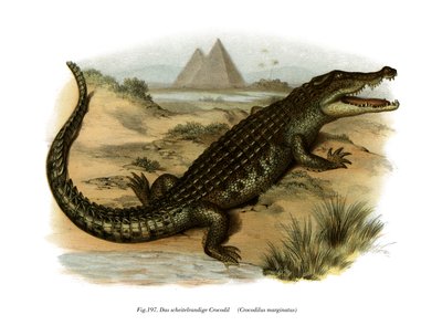 nílusi krokodil (színes litho) alkotó: German School