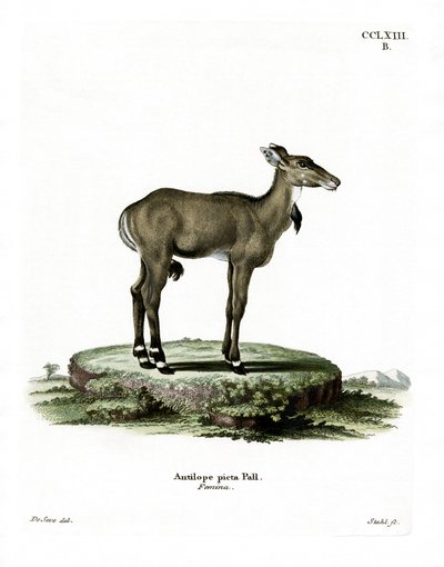 Nilgai (színes metszet) alkotó: German School
