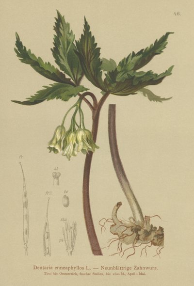 Kilenclevelű korallfű (Dentaria enneaphyllos) alkotó: German School