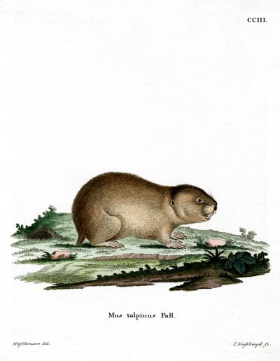 Northern Mole Vole (színes metszet) alkotó: German School