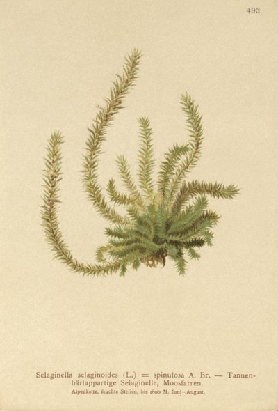 Északi tüskésmoha (Selaginella selaginoides, Selaginella spinulosa, Lycopodium selaginoides, Bernhardia spinosa) alkotó: German School