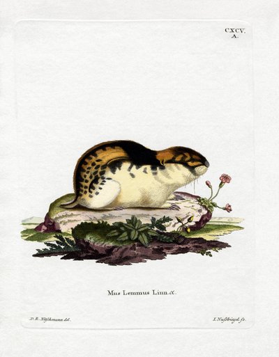 Norvégia Lemming (színes metszet) alkotó: German School