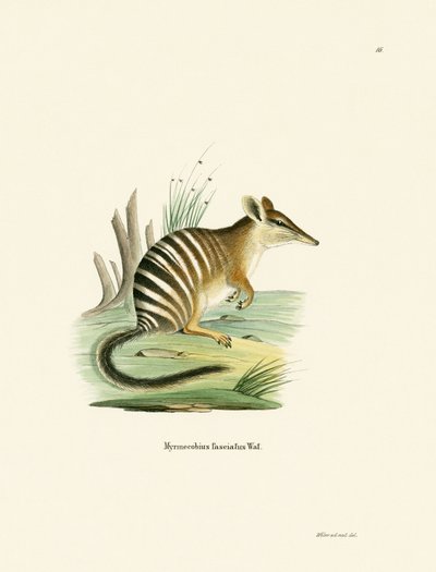 Numbat (színes gravírozás) alkotó: German School