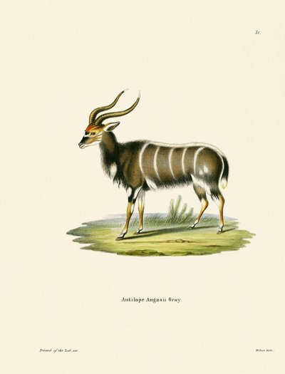 Nyala alkotó: German School