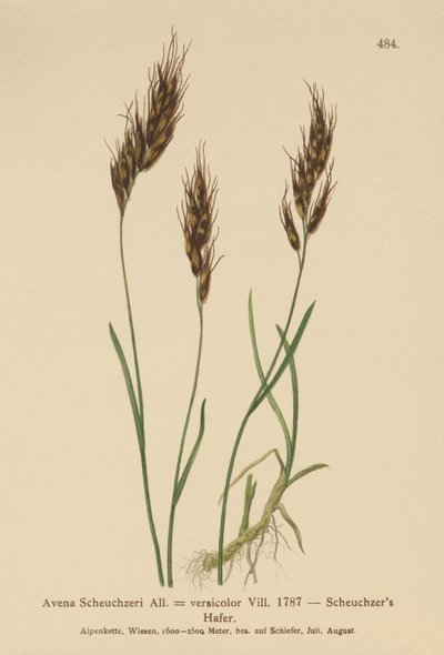 Zabfű (Avena Scheuchzeri, Avena versicolor, Avena alpina) alkotó: German School