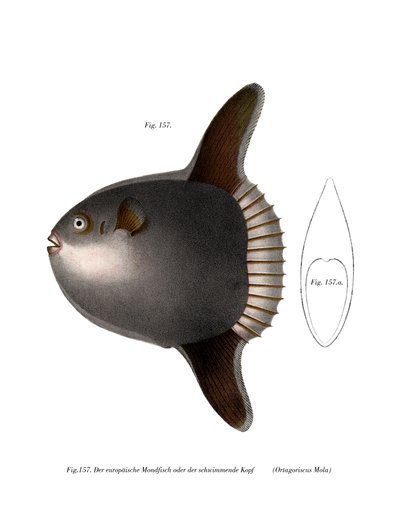 Ocean Sunfish (színes litho) alkotó: German School