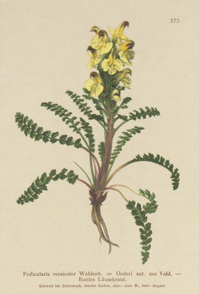 Tetűfű (Pedicularis versicolor, Pedicularis Oederi) alkotó: German School