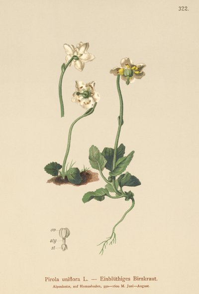 Egyvirágú télizöld (Pirola uniflora, Pyrola uniflora, Moneses uniflora, Monesis uniflora) alkotó: German School