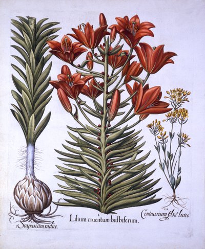 Narancssárga liliom hagymákkal és hagymákkal, későn virágzó Blackstoria, Hortus Eystettensistől, Basil Besler (1561-1629), pub. 1613 (kézzel színezett metszet) alkotó: German School
