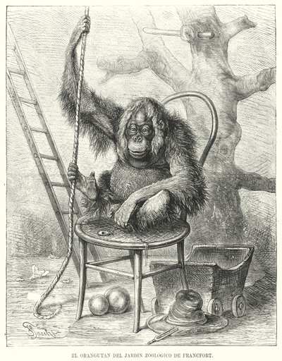 Orangután a frankfurti állatkertben, Németország (litho) alkotó: German School