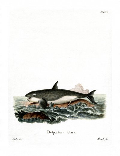 Orca (színes metszet) alkotó: German School