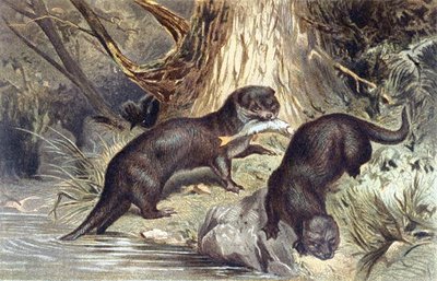 Vidra, lemez a "Brehms Tierleben: Allgemeine Kunde des Tierreichs"-ből, 1. kötet, 670. o., kiadó: Bibliographisches Institut alkotó: German School