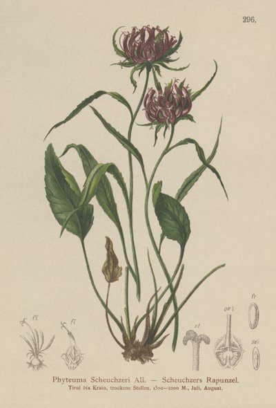 Oxford Rampion (Phyteuma Scheuchzeri) alkotó: German School