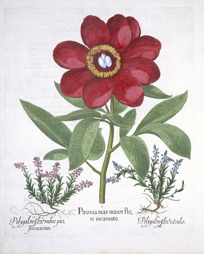 Paeony és két Polygalon, a Hortus Eystettensisből, Basil Besler (1561-1629) pub. 1613 (kézzel színezett metszet) alkotó: German School