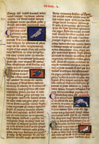 Oldal: Albertus Magnus (1200-1280 körül) A dolgok természete a madarakon alkotó: German School