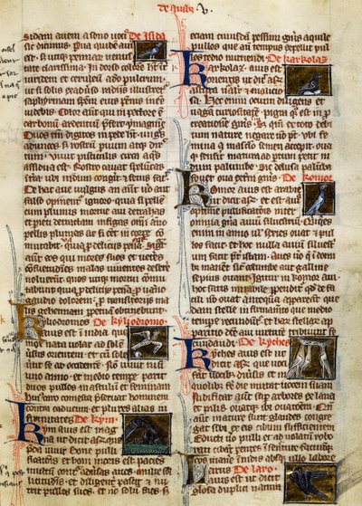 Oldal: Albertus Magnus (1200-1280 körül) A dolgok természete a madarakon alkotó: German School