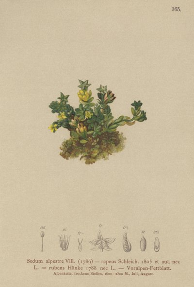 Halvány kőtörmelék (Sedum alpestre, Sedum repens, Sedum rubens) alkotó: German School