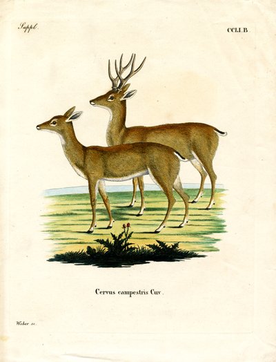 Pampas Deer (színes metszet) alkotó: German School