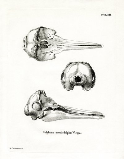 Pantrópusi foltos delfin koponya (színes metszet) alkotó: German School