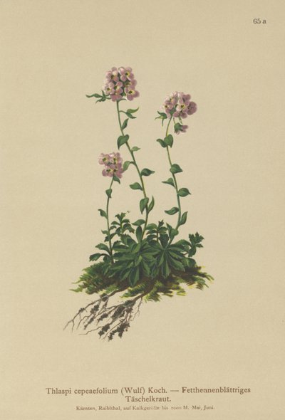 torma (Thlaspi cepeaefolium) alkotó: German School